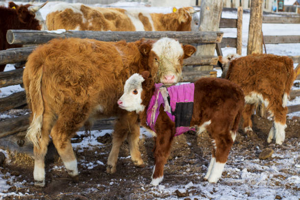 パドックでかわいい子牛。厳しい冬の気象条件でジャケットを着たふくらはぎ - winter agriculture ranch field ストックフォトと画像