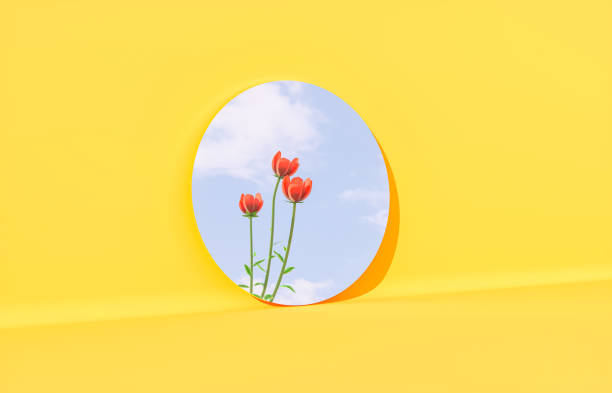 riflesso del fiore primaverile nello specchio su sfondo isolato. - poppy pink close up cut flowers foto e immagini stock