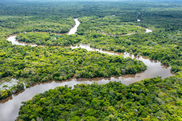 Amazon River Aerial View. Tropical Green Rainforest in Peru, South America. Bird's-eye view. stock photo