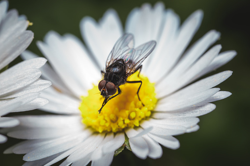 A close-up shot of a fly on white chamomile with a blurred background