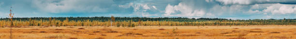 istock Bright Blue Dramatic Sky Above Wetland. Panoramic View On Natural Swamp. Nature Reserve At Autumn Sunny Day. Birch Trees At Bog 1461316802