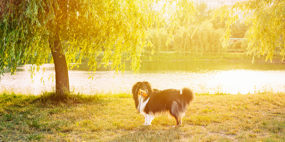 Tricolor Rough Collie, Funny Scottish Collie, Long-haired Collie, English Collie, Lassie Dog In Sunny Summer Evening. Soft Summer Shinning Light.