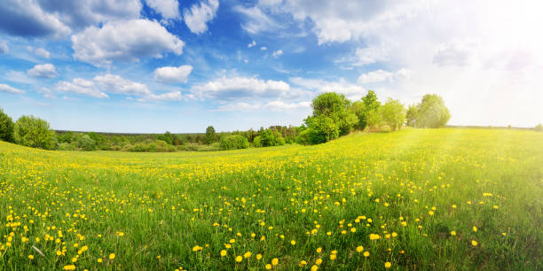 sole sul campo con denti di leone in fiore nel parco naturale. - grass and blue sky foto e immagini stock