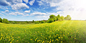 istock Sunshine on the field with blooming dandelions in natural park. 1461317232