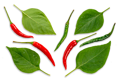 Red Chili pepper with leaf on white background, Red Chili on White Background.