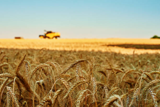 istock Rye field against blue sky. Harvesting period 1461319449