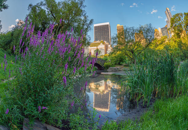 istock Gapstow Bridge in Central Park, summer early morning 1461320626