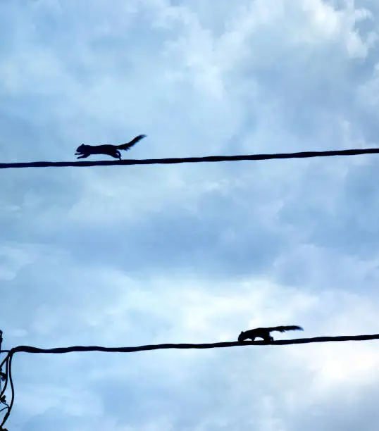 Photo of Squirrel walking on power line