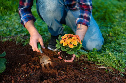 Young Man Planting Colorful Flowers in His Garden in Spring