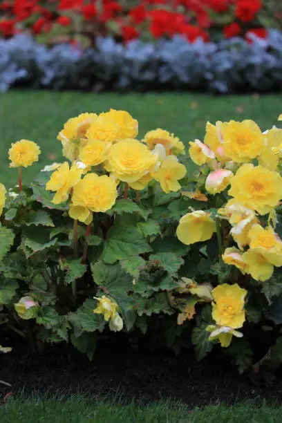 Photo of Yellow garden roses against a background of blurred red roses