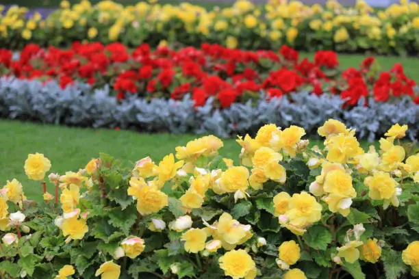 Photo of Two rows of yellow roses and one row of red roses