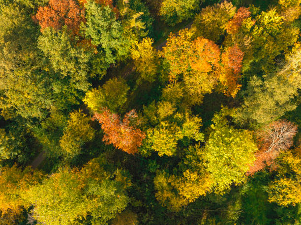 istock Autumn forest with colorful leaves seen from above 1461322764