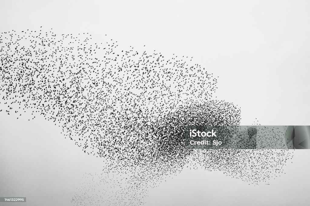 Starling murmuration in an overcast sky at the end of the day Starling birds murmuration in an overcast sky at the end of the day. Huge groups of starlings in the sky that move in shape-shifting clouds before landing in the trees for the night. Starling Stock Photo