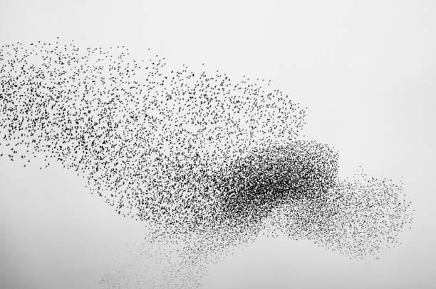 Starling murmuration in an overcast sky at the end of the day stock photo