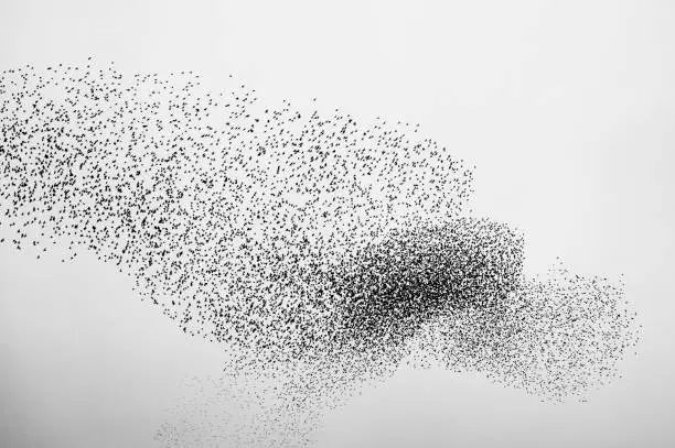 Starling birds murmuration in an overcast sky at the end of the day. Huge groups of starlings in the sky that move in shape-shifting clouds before landing in the trees for the night.