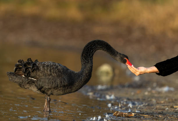 Someone is feeding a beautiful black swan (Cygnus atratus).
