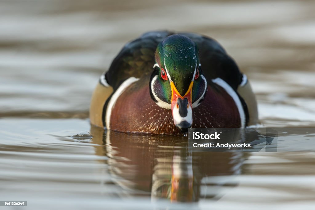 Male wood duck or Carolina duck (Aix sponsa) Male wood duck or Carolina duck (Aix sponsa) swimming in a lake. American Culture Stock Photo