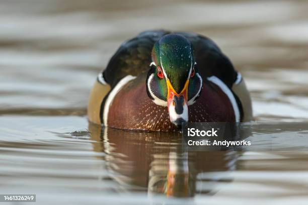 Male Wood Duck Or Carolina Duck Stock Photo - Download Image Now - American Culture, Animal, Animal Behavior