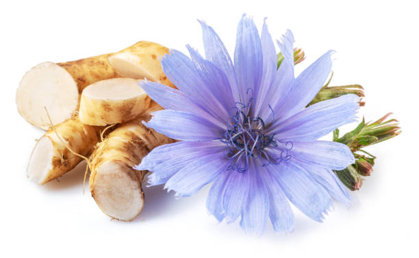 flores y raíces de achicoria en primer plano sobre el fondo blanco. - chicory fotografías e imágenes de stock