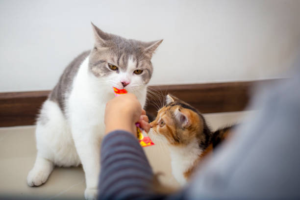 istock Two cats eating snacks on blue background. Cat using tongue to lick red envelope cat treats.Cats eat delicious snacks. 1461328724