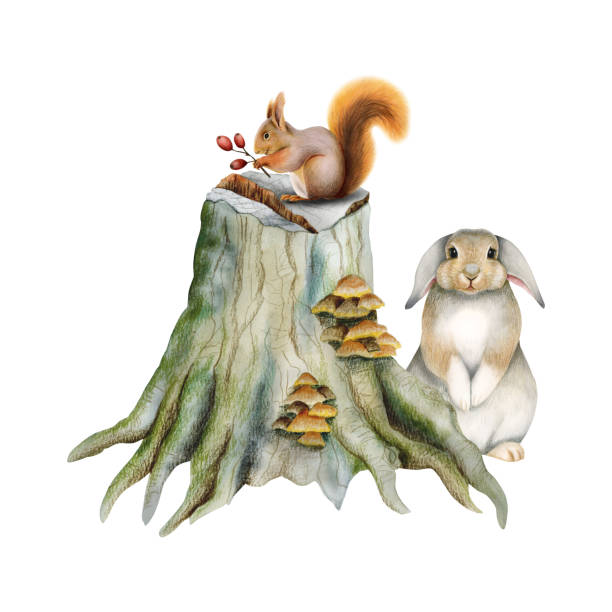 ilustraciones, imágenes clip art, dibujos animados e iconos de stock de lindos animales del bosque de pie en el tocón con hongos. ilustración en acuarela con conejo y ardilla del bosque - vertical meadow mushroom vegetable