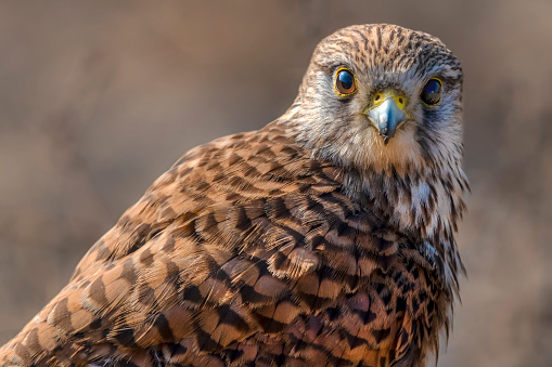 The common kestrel is a bird of prey species belonging to the kestrel group of the falcon family Falconidae. It is also known as the European kestrel, Eurasian kestrel, or Old World kestrel