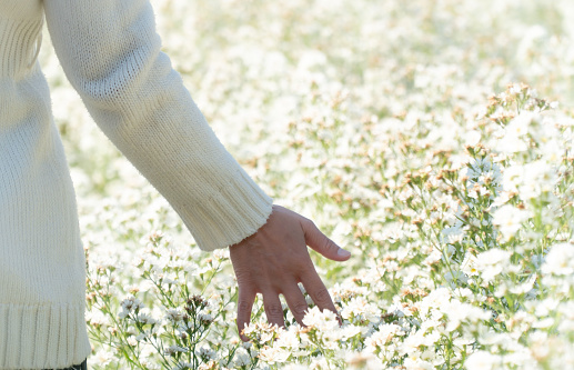 Blur,close-up of female hand touching white daisies flower on background with daisies and green leaves in the garden.Women's hand touching and enjoying beauty white dasies flower. Nature flower.