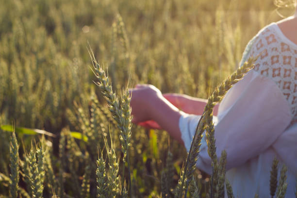 girl hands is holding wheat ears in summer field - wheat freedom abundance human hand imagens e fotografias de stock