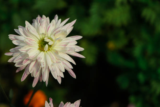 Purple asters yellow chrysanthemums in the evening light