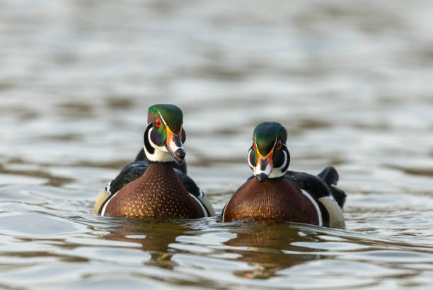 Two male wood ducks or Carolina ducks (Aix sponsa) swimming in a lake.