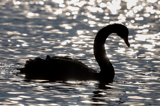 Beautiful black swan (Cygnus atratus) is swimming in a lake against the sunlight.