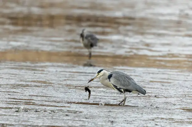 Photo of Two fishing grey herons (Ardea cinerea)