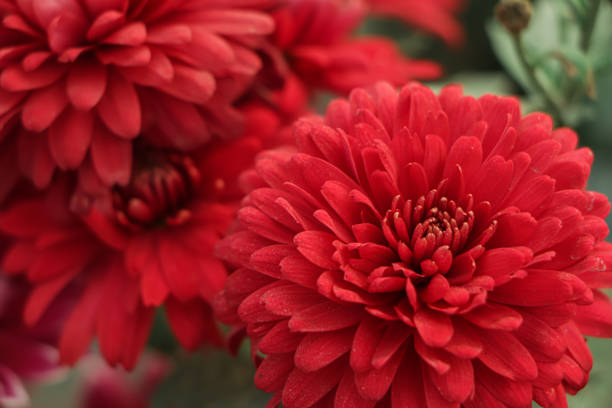 Flower of red chrysanthemums on a colorful background. Soft focus blur. Autumn floral background.