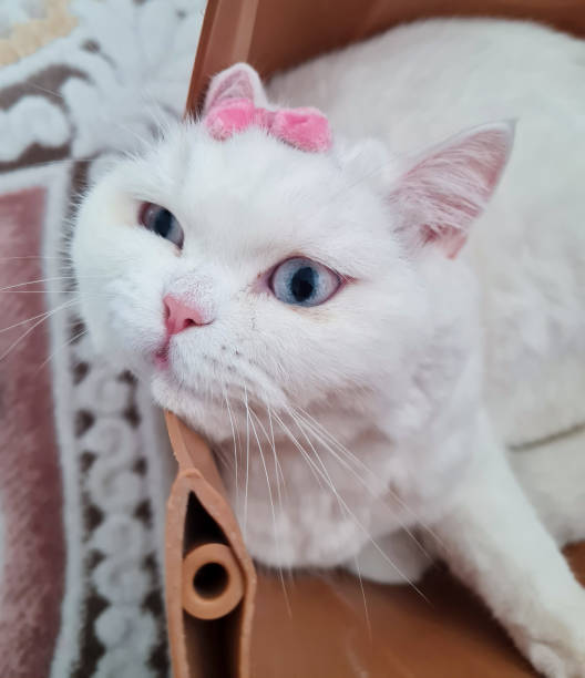 Cat with a bow on its head looks at the camera