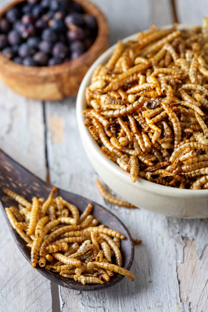 istock Edible insects as meat substitute. Mealworm - Tenebrio molitor. 1461339938
