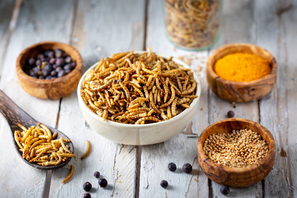 Edible insects as meat substitute. Mealworm - Tenebrio molitor. stock photo