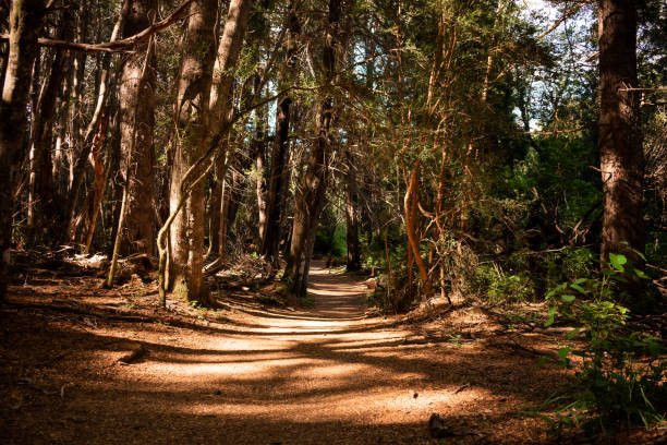 Forest of the Arrayanes, Argentine Patagonia.