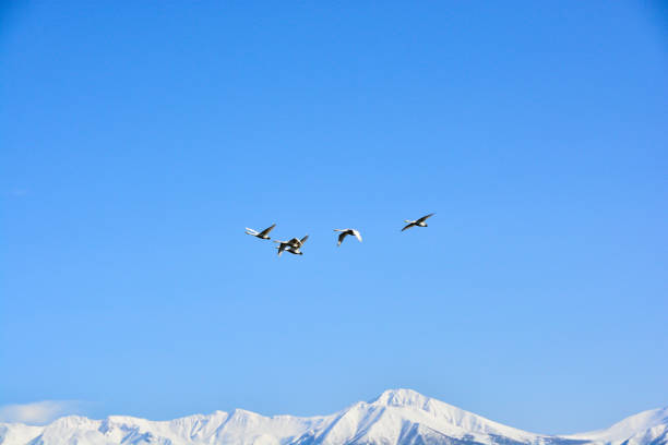 Swans flying in the blue sky and snowy mountain peaks