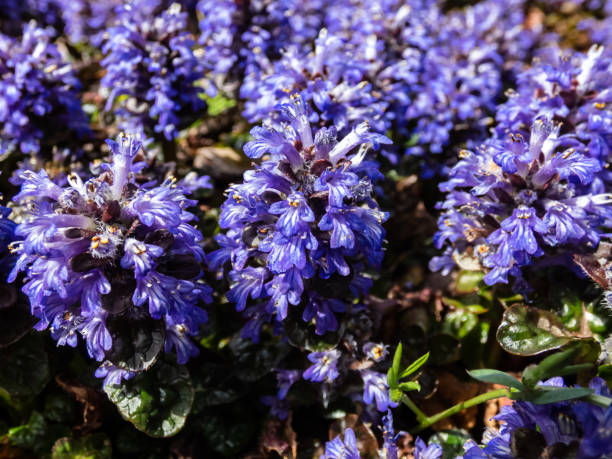 fundo floral roxo bonito. foto macro de clarim piramidal de cobertura do solo (ajuga pyramidalis) 'crispa roxa' com as flores de inflorescência azul-violeta pálida e cravada à luz do sol - ajuga - fotografias e filmes do acervo