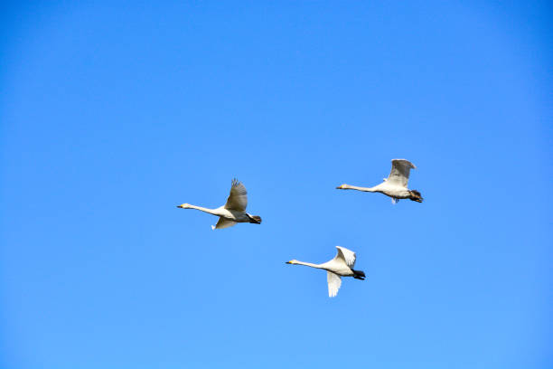 istock Flock of swans flying in the blue sky 1461341871