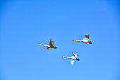 istock Flock of swans flying in the blue sky 1461341871