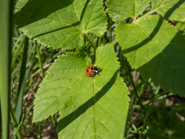 istock The seven-spot ladybird (Coccinella septempunctata) on aground. Elytra are red, punctuated with three black spots each, with one over the junction of the two 1461341914