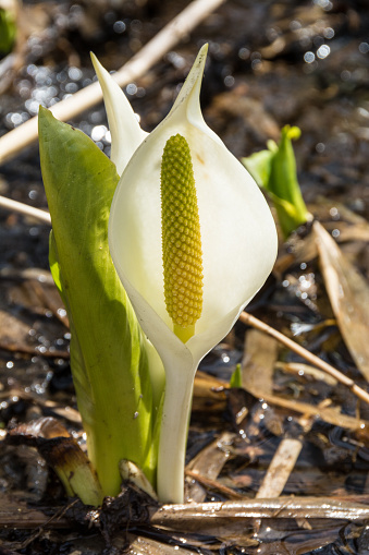 Asian skunk cabbage blooming on the waterside in spring
