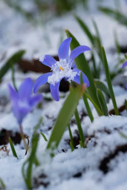 Snow-covered Chionodoxa in the Spring Garden