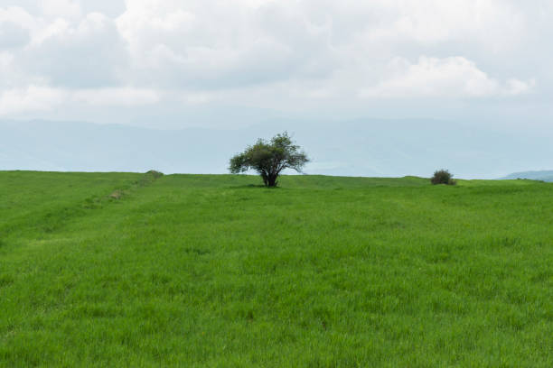 istock beautiful nature, solitary tree in a green field 1461342396