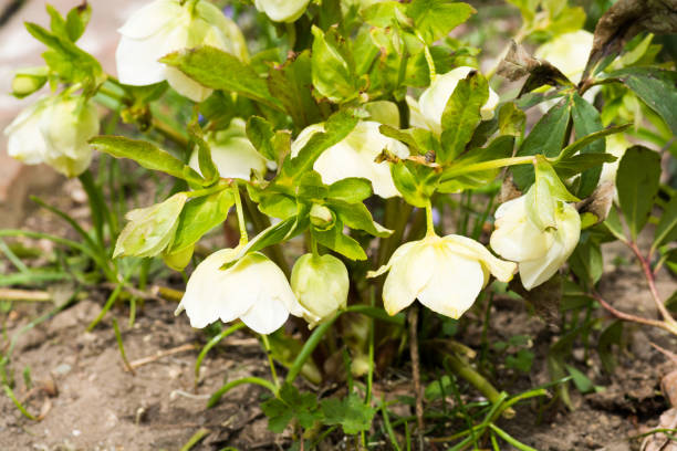 istock White Christmas rose in the spring garden 1461342402
