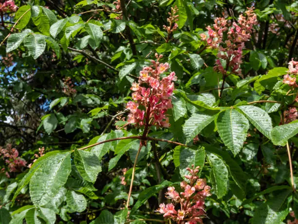 Photo of Red horse-chestnut (Aesculus x carnea) blooming with red, showy flowers borne in plumes on branch ends in springtime