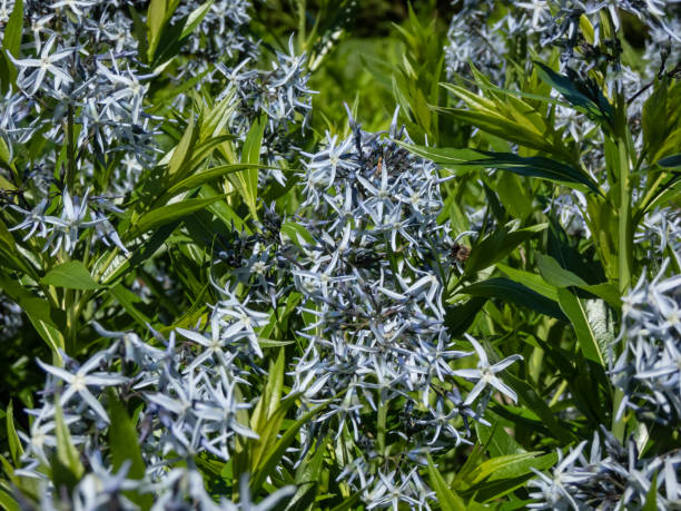 푸른 별 (amsonia tabernaemontana)의 클로즈업 샷 말단, 부드러운 하늘색, 봄의 별 같은 꽃의 피라미드 클러스터 - pyramidal cell 뉴스 사진 이미지