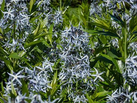 Close-up shot of the Blue star (Amsonia tabernaemontana) flowering with terminal, pyramidal clusters of soft light blue, star-like flowers in late spring