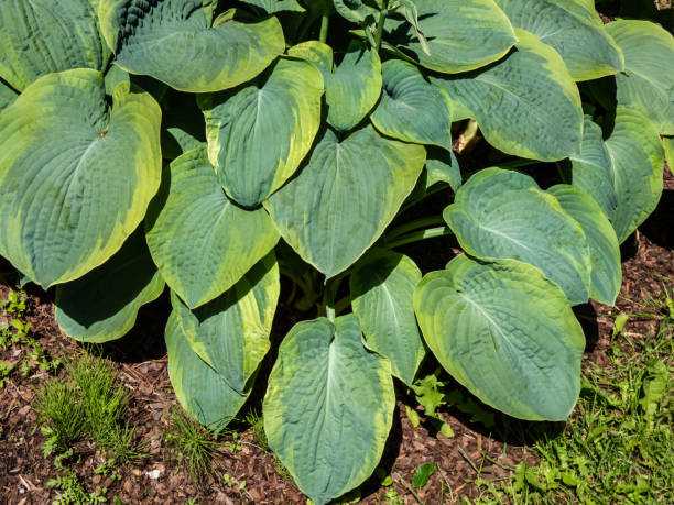 istock Hosta sieboldiana 'Samurai' with huge, thick blue wide green leaves with irregular yellow margins growing in the garden in sunlight 1461342925